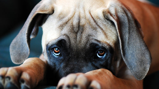 What is Xylitol and why does my dog need to avoid it?