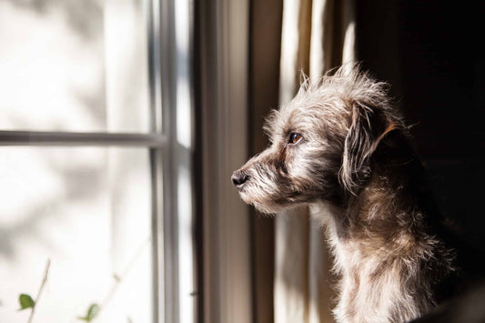 Ways of Reducing Separation Anxiety or Boredom