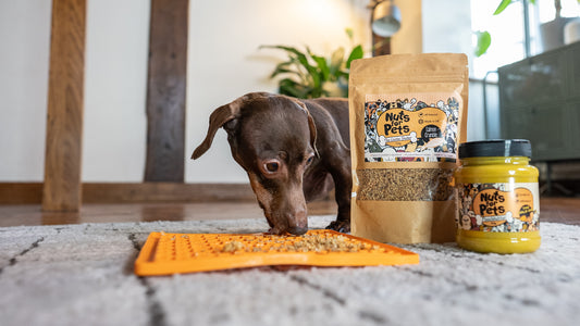 Peanut Butter for dogs on a colourful background