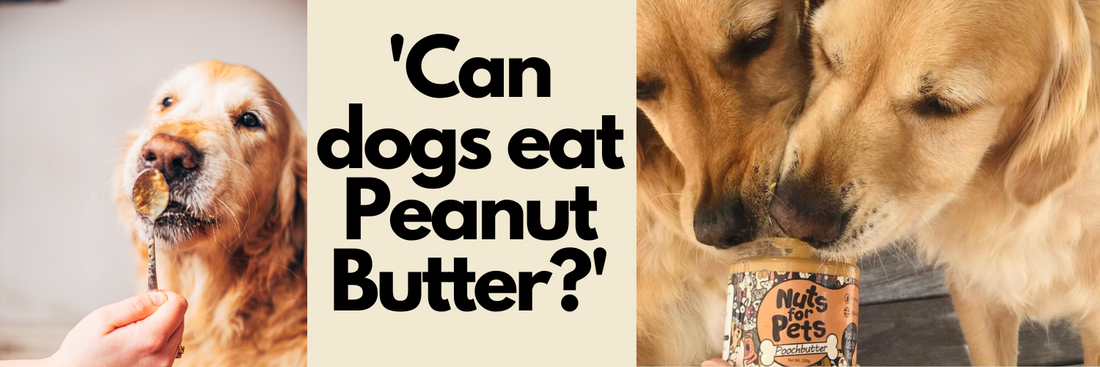 Can dogs eat Peanut Butter?