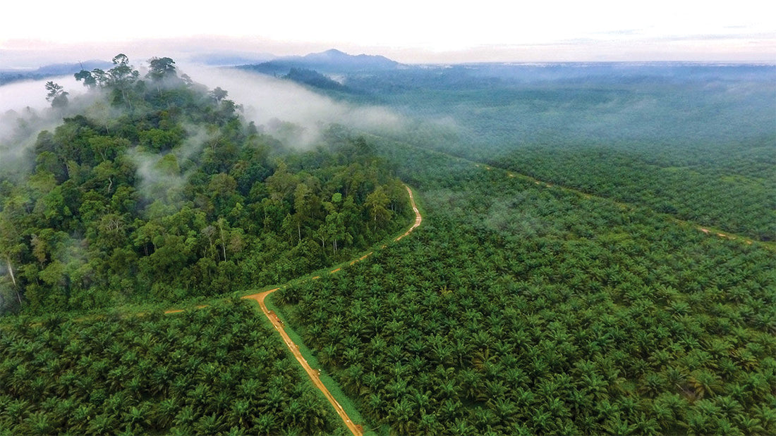 Palm Oil Forest Indonesia