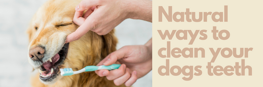 Natural ways to clean your dog's teeth