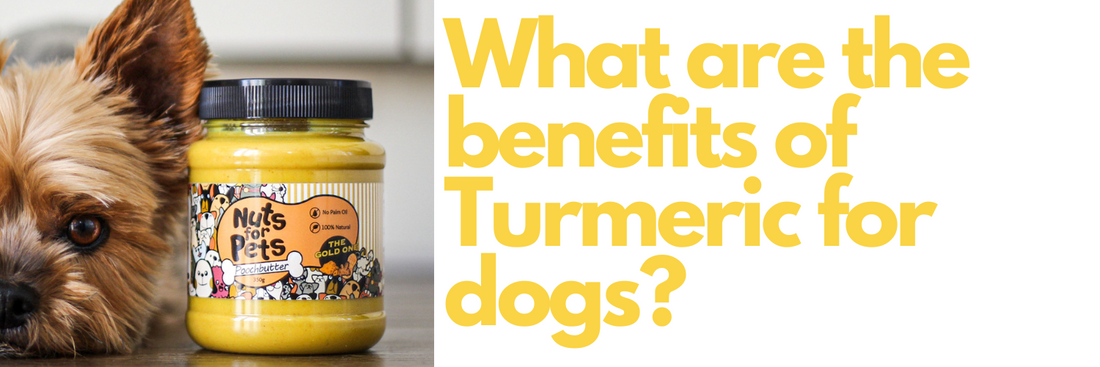 What are the benefits of Turmeric for dogs?