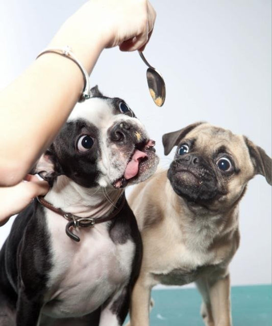 14 Stages Of Your Dog's Peanut Butter Addiction